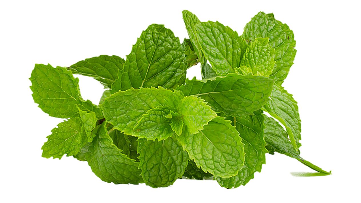 mentol vasaxalis